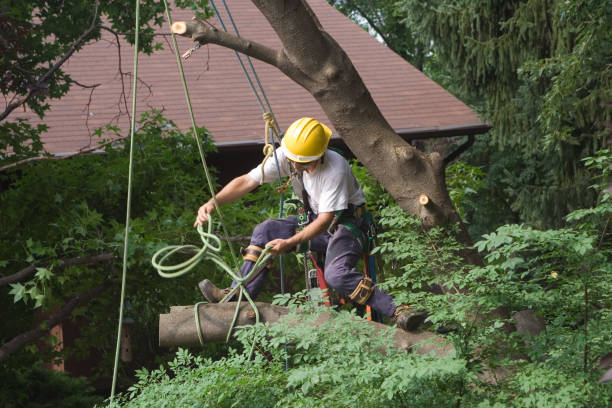 How Our Tree Care Process Works  in  Providence, KY